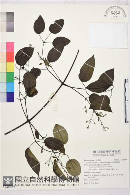 柱果鐵線蓮藏品圖，第1張