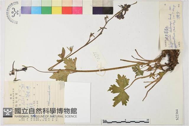 鬚花翠雀花藏品圖，第1張