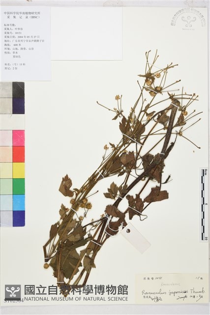 毛茛藏品圖，第1張