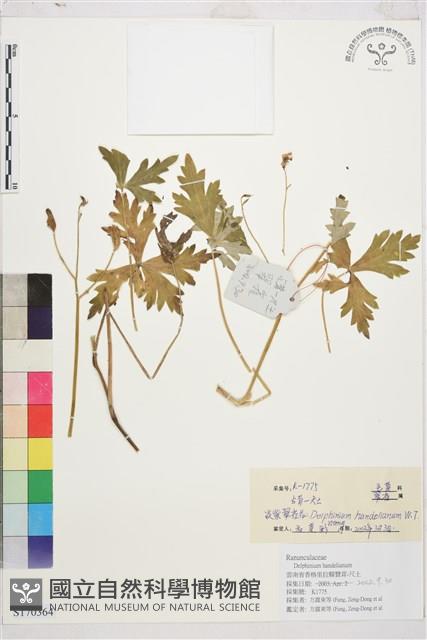 淡紫翠雀花藏品圖，第1張