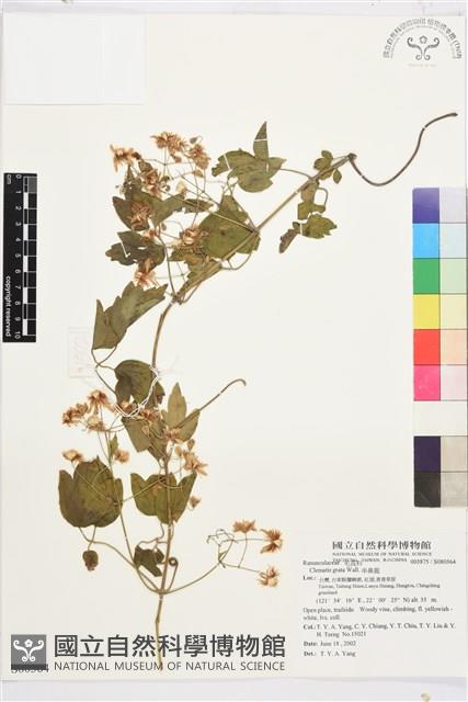 串鼻龍藏品圖，第1張