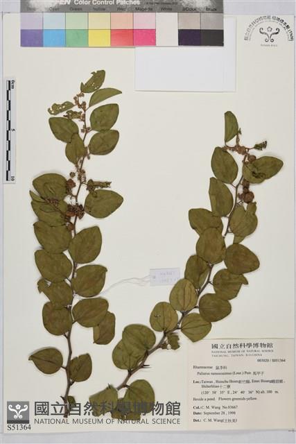 馬甲子藏品圖，第2張