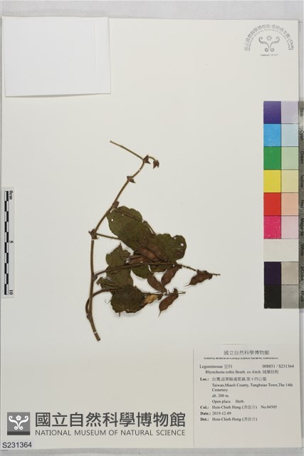 絨葉括根藏品圖，第1張