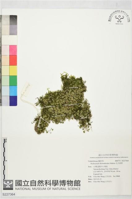 毛天胡荽藏品圖，第1張