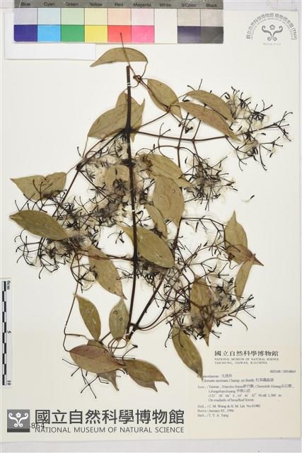 柱果鐵線蓮藏品圖，第2張