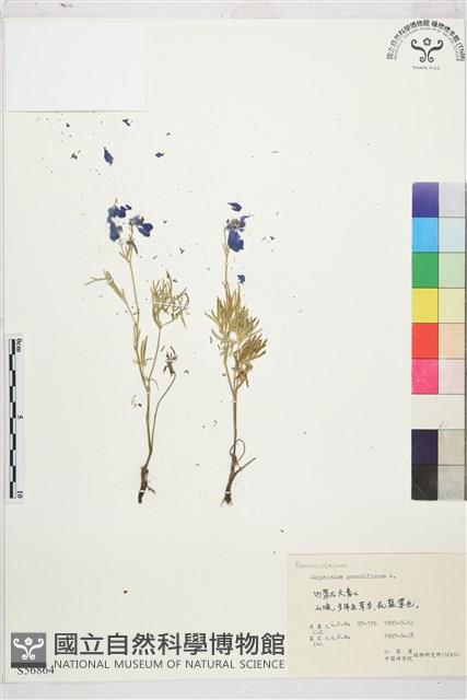 大花飛燕草藏品圖，第1張