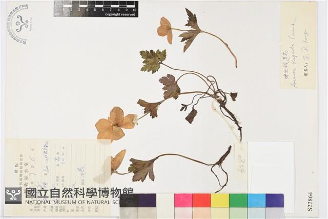 岩生銀蓮花藏品圖，第1張