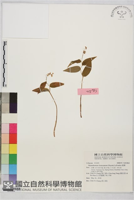 鹿藥藏品圖，第1張
