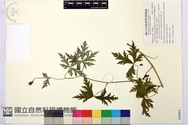 臺灣烏頭藏品圖，第1張