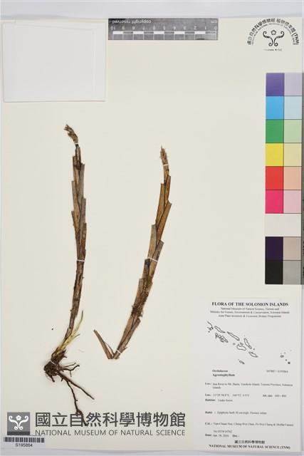 登錄號:S195864藏品圖，第1張