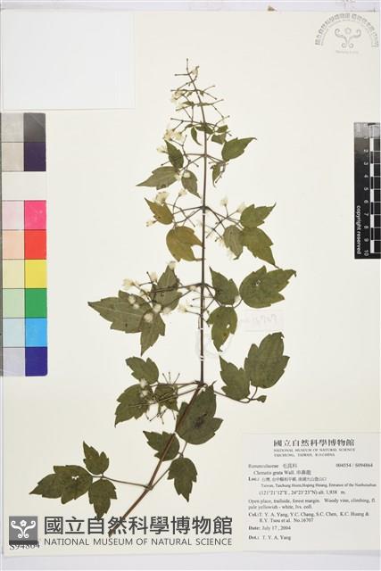 串鼻龍藏品圖，第1張