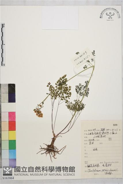 腎葉唐松草藏品圖，第1張