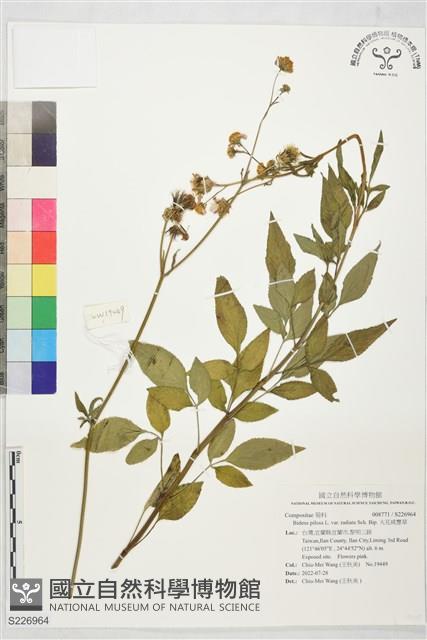 大花咸豐草藏品圖，第1張