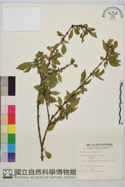 小葉鼠李藏品圖，第1張