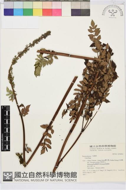 登錄號:S034964藏品圖，第1張