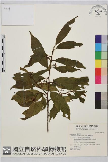 鈍齒鼠李藏品圖，第2張