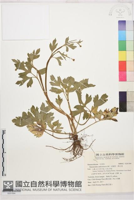 水辣菜、禺毛茛藏品圖，第1張