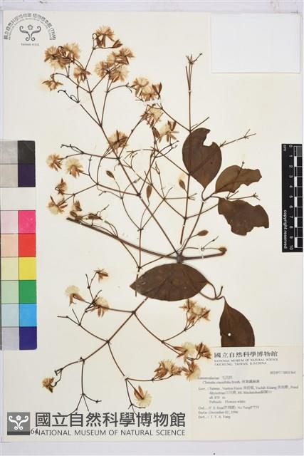 厚葉鐵線蓮藏品圖，第2張