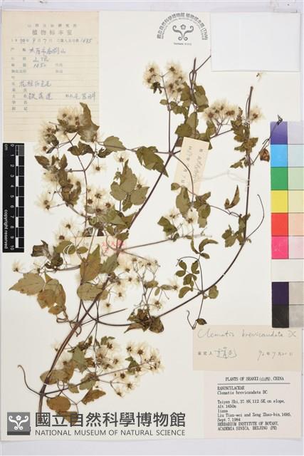 短尾鐵線蓮藏品圖，第1張