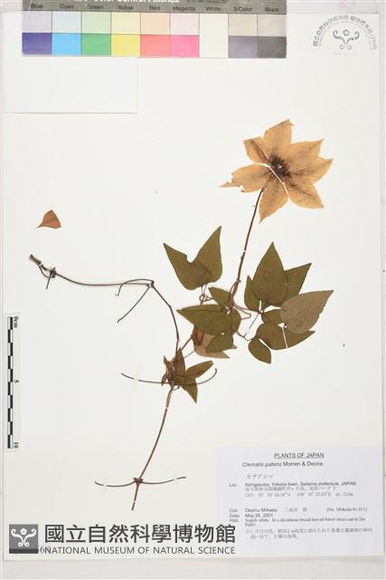 轉子蓮藏品圖，第1張