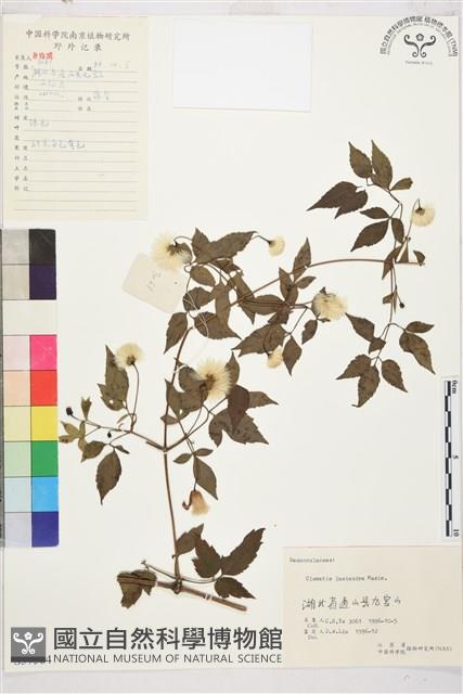 小木通藏品圖，第2張