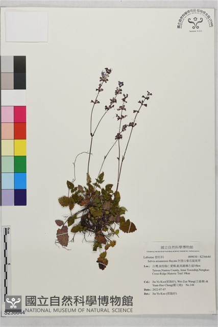 阿里山紫花鼠尾草藏品圖，第1張