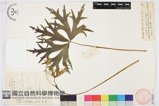 保山烏頭藏品圖，第1張
