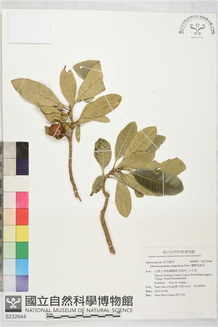 蘭嶼馬蹄花藏品圖，第1張