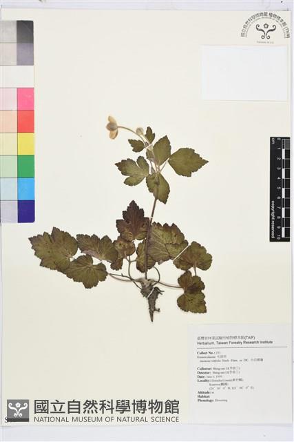 小白頭翁、野棉花藏品圖，第1張