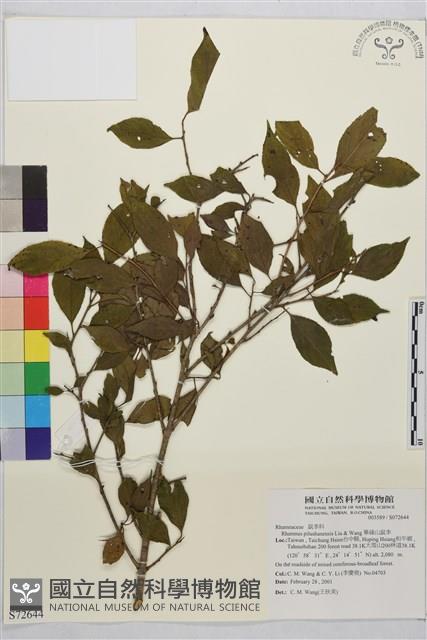 畢祿山鼠李藏品圖，第1張