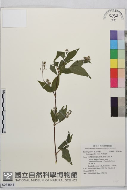 大葉溲疏藏品圖，第1張