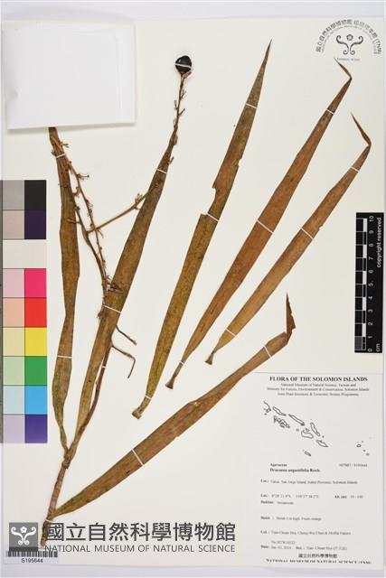 番仔林投藏品圖，第1張