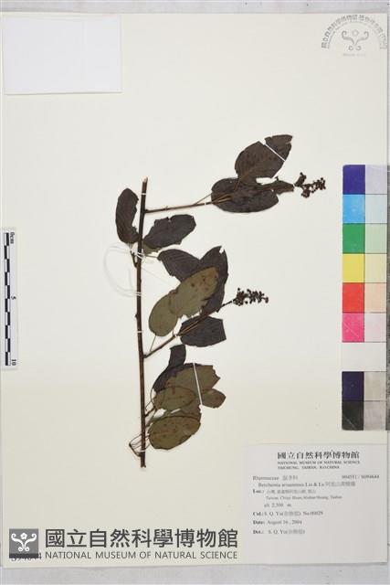 阿里山黃鱔藤藏品圖，第1張