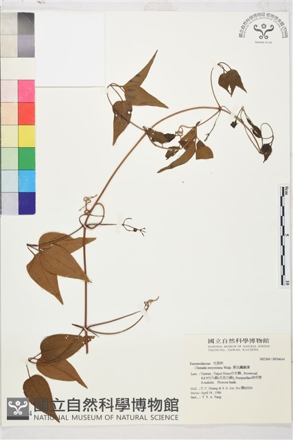 麥氏鐵線蓮藏品圖，第2張