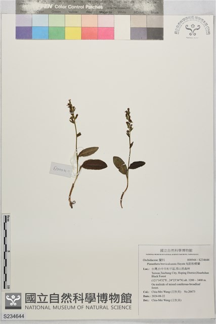 短距粉蝶蘭藏品圖，第1張