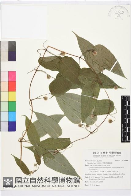 亨利氏鐵線蓮藏品圖，第1張