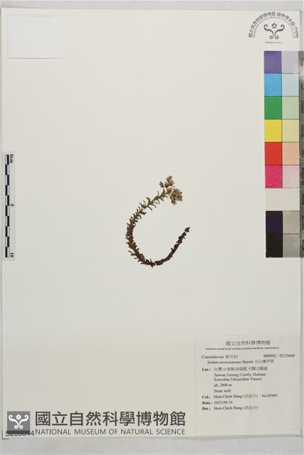 玉山佛甲草藏品圖，第1張
