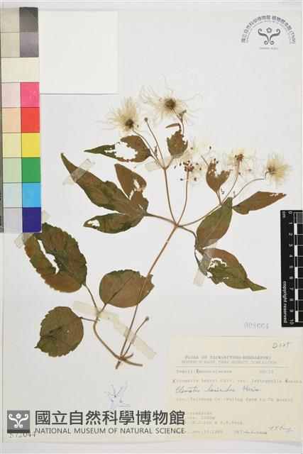 小木通藏品圖，第2張