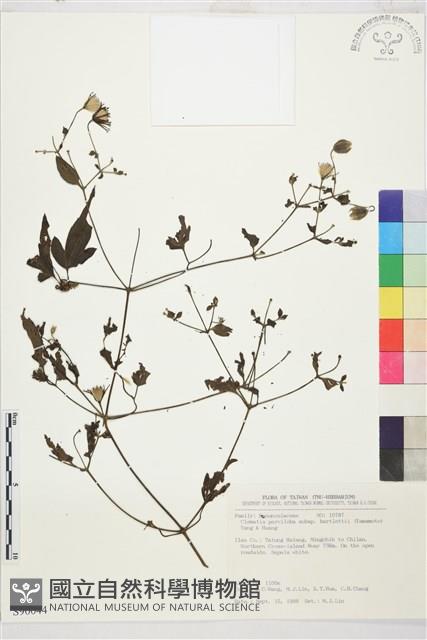 巴氏鐵線蓮藏品圖，第1張