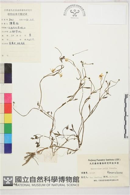 肉根毛茛藏品圖，第1張