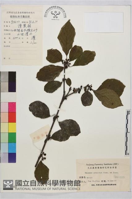 鈍齒鼠李藏品圖，第1張