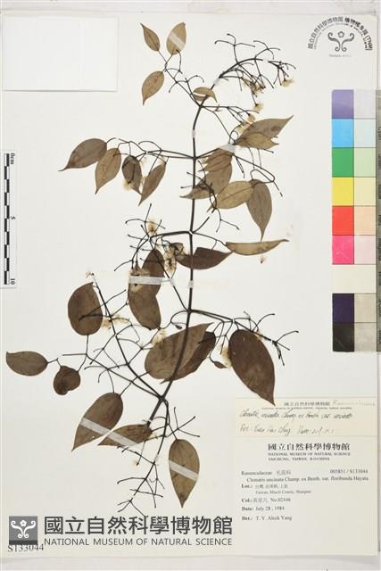 柱果鐵線蓮藏品圖，第1張