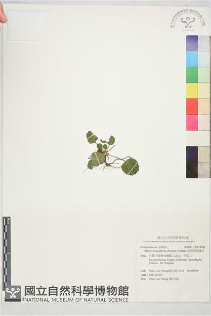 倒卵葉裂緣花藏品圖，第1張