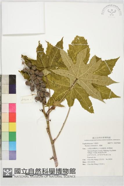 蓖麻藏品圖，第1張