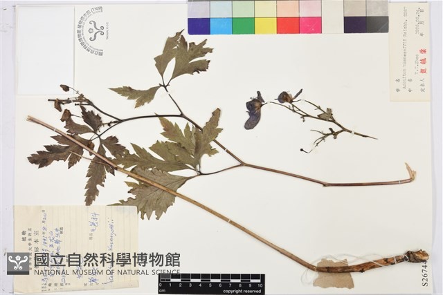 草烏頭藏品圖，第1張