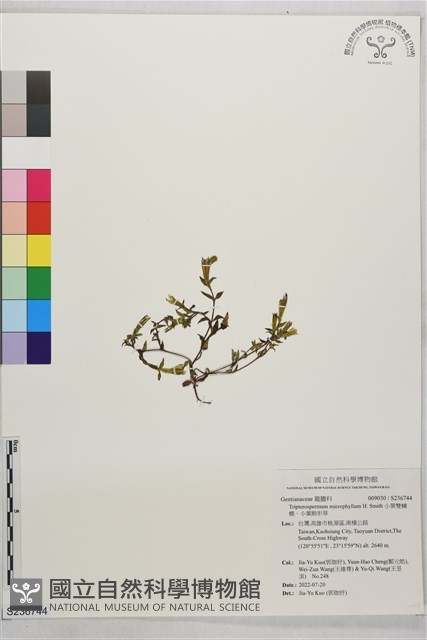 小葉雙蝴蝶、小葉肺形草藏品圖，第1張