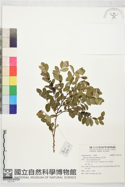 紅仔珠藏品圖，第1張
