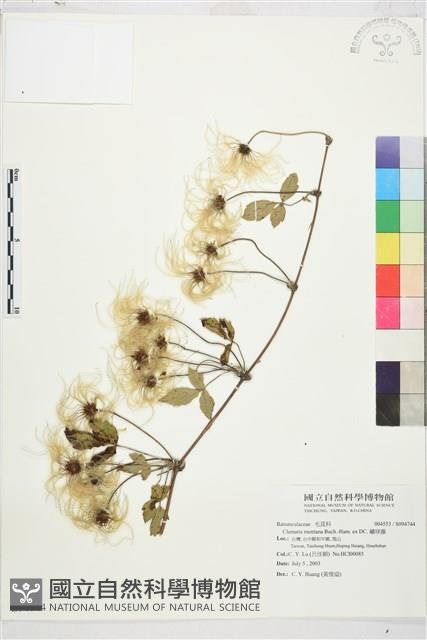 繡球藤藏品圖，第1張