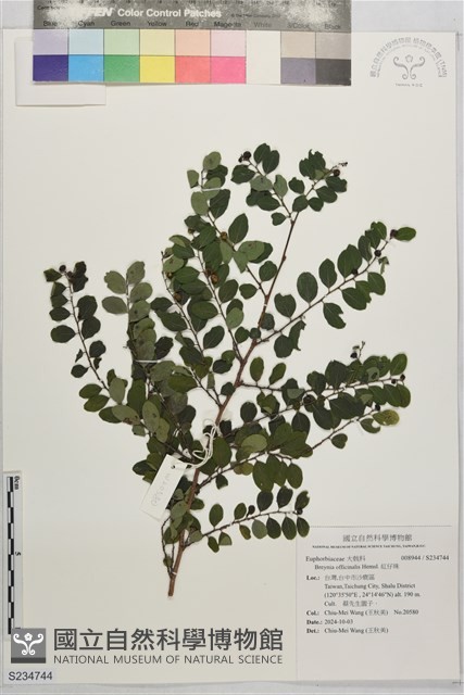 紅仔珠藏品圖，第1張