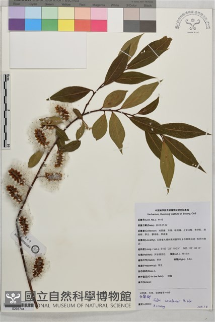雲南柳藏品圖，第1張